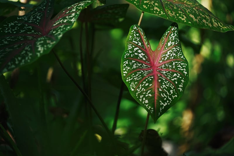 Green Leaves