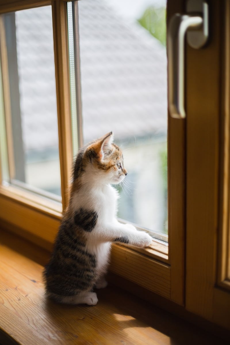 Windowsill Garden